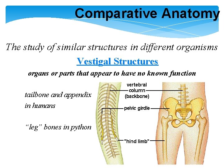 Comparative Anatomy The study of similar structures in different organisms Vestigal Structures organs or