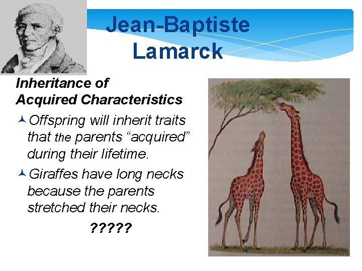 Jean-Baptiste Lamarck Inheritance of Acquired Characteristics ©Offspring will inherit traits that the parents “acquired”