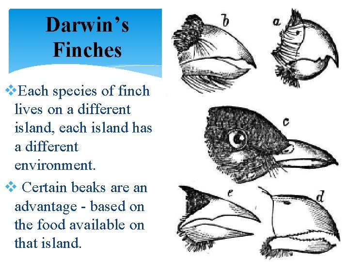 Darwin’s Finches v. Each species of finch lives on a different island, each island