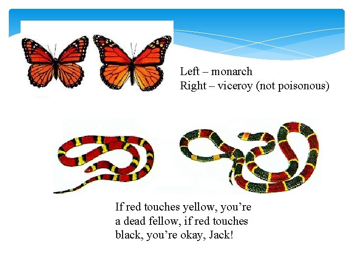 Left – monarch Right – viceroy (not poisonous) If red touches yellow, you’re a