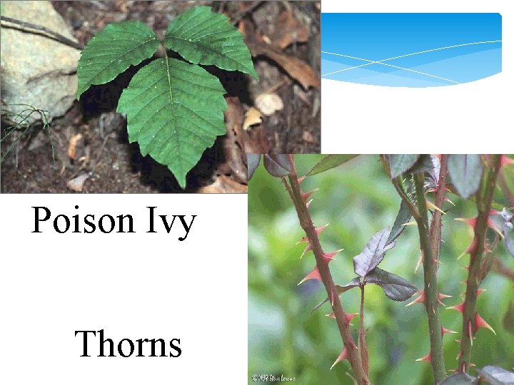 Poison Ivy Thorns 
