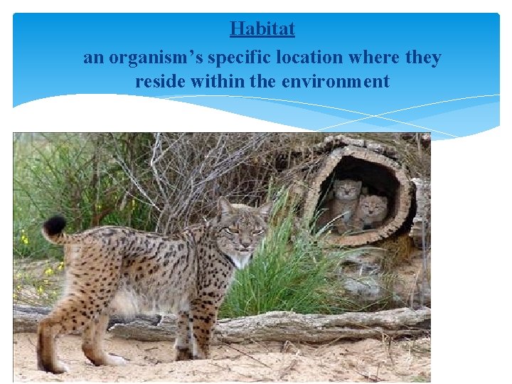 Habitat an organism’s specific location where they reside within the environment 
