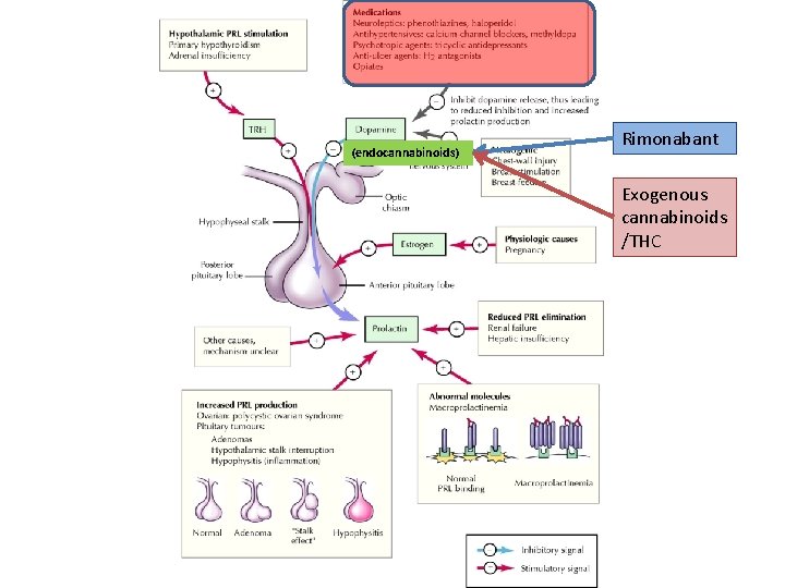 (endocannabinoids) Rimonabant Exogenous cannabinoids /THC 