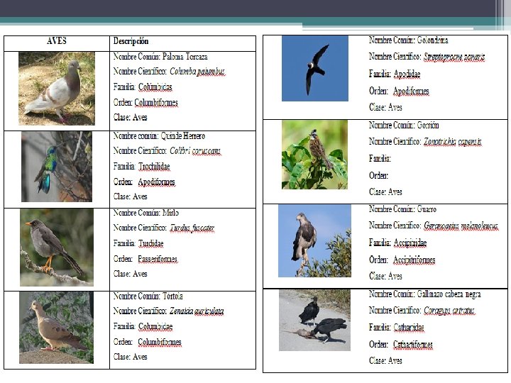 Información de flora y fauna 