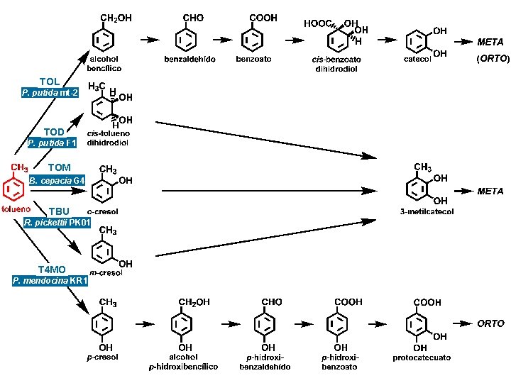TOL P. putida mt-2 TOD P. putida F 1 TOM B. cepacia G 4