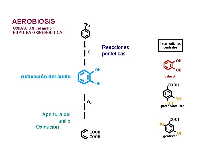 AEROBIOSIS OXIDACIÓN del anillo RUPTURA OXIGENOLÍTICA CH 3 Reacciones periféticas O 2 Intermediarios centrales