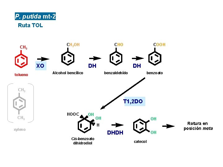 P. putida mt-2 Ruta TOL CH 2 OH CH 3 XO tolueno CHO COOH