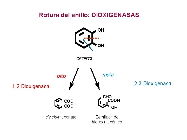 Rotura del anillo: DIOXIGENASAS OH OH CATECOL orto meta 2, 3 Dioxigenasa 1, 2