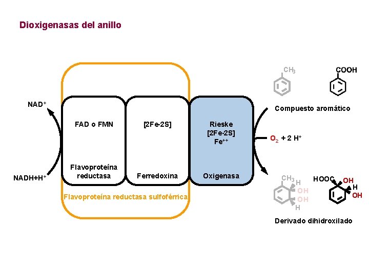 Dioxigenasas del anillo CH 3 NAD+ Compuesto aromático FAD o FMN NADH+H+ Flavoproteína reductasa