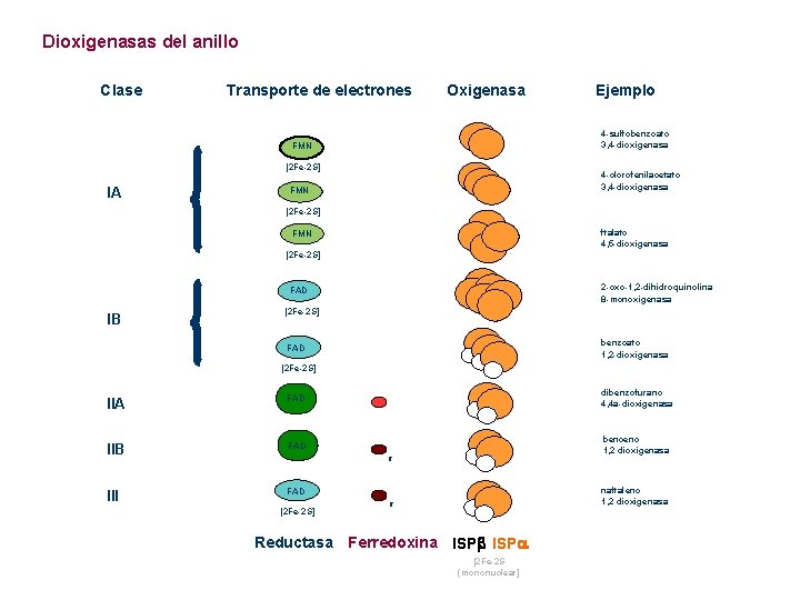 Dioxigenasas del anillo Clase Transporte de electrones Oxigenasa 4 -sulfobenzoato 3, 4 -dioxigenasa FMN