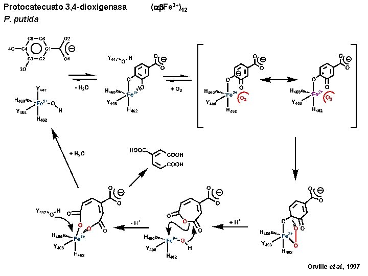 Protocatecuato 3, 4 -dioxigenasa P. putida ( Fe 3+)12 Orville et al. , 1997