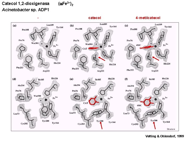 Catecol 1, 2 -dioxigenasa Acinetobacter sp. ADP 1 - ( Fe 3+)2 catecol 4