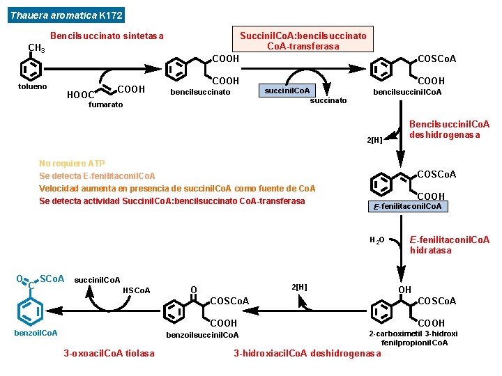 Thauera aromatica K 172 Bencilsuccinato sintetasa Succinil. Co. A: bencilsuccinato Co. A-transferasa COOH CH