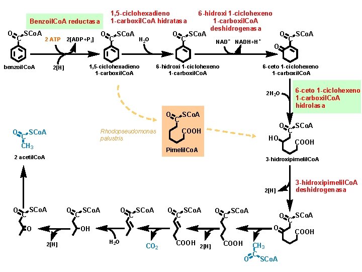 1, 5 -ciclohexadieno 1 -carboxil. Co. A hidratasa Benzoil. Co. A reductasa O C