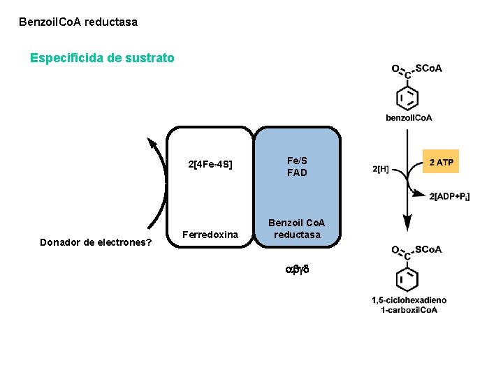 Benzoil. Co. A reductasa Especificida de sustrato 2[4 Fe-4 S] Donador de electrones? Ferredoxina