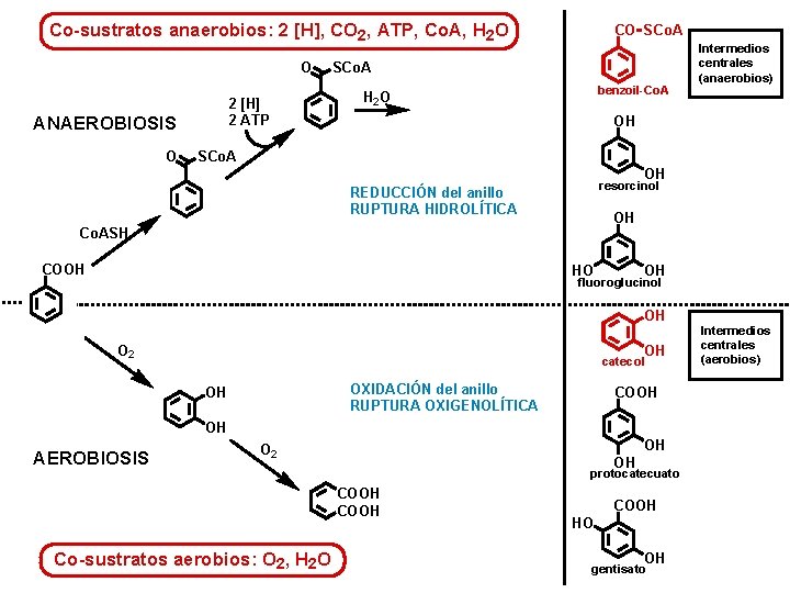 Co-sustratos anaerobios: 2 [H], CO 2, ATP, Co. A, H 2 O O 2
