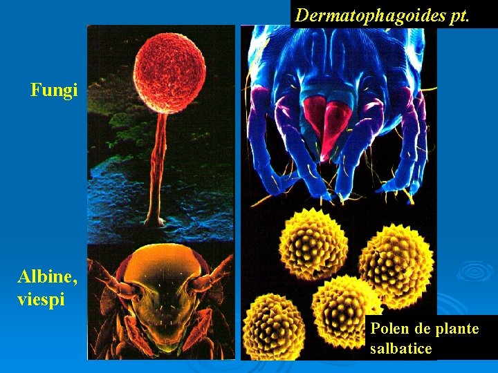 Dermatophagoides pt. Fungi Albine, viespi Polen de plante salbatice 