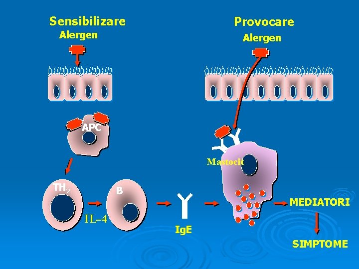 Sensibilizare Provocare Alergen APC Mastocit TH 2 B IL-4 MEDIATORI Ig. E SIMPTOME 