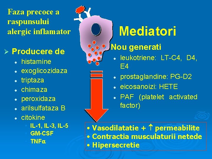 Faza precoce a raspunsului alergic inflamator Ø Producere de l l l l histamine