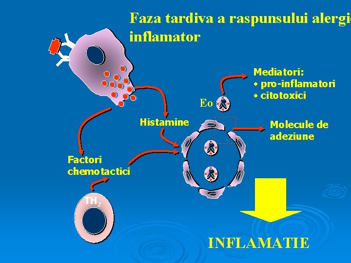 Faza tardiva a raspunsului alergic inflamator Eo Histamine Mediatori: • pro-inflamatori • citotoxici Molecule