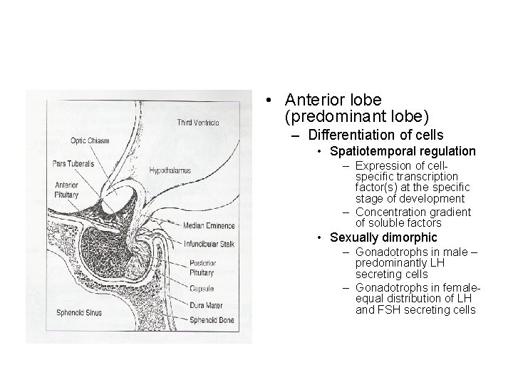  • Anterior lobe (predominant lobe) – Differentiation of cells • Spatiotemporal regulation –