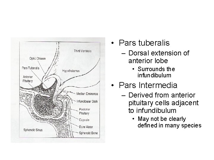  • Pars tuberalis – Dorsal extension of anterior lobe • Surrounds the infundibulum