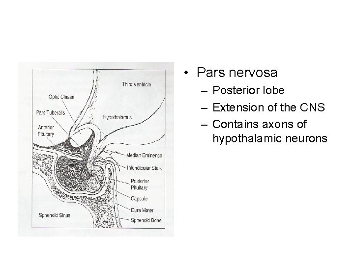  • Pars nervosa – Posterior lobe – Extension of the CNS – Contains