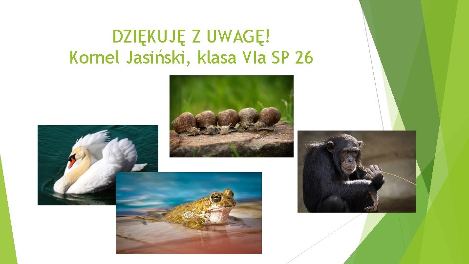 DZIĘKUJĘ Z UWAGĘ! Kornel Jasiński, klasa VIa SP 26 