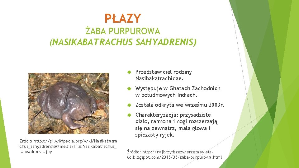 PŁAZY ŻABA PURPUROWA (NASIKABATRACHUS SAHYADRENIS) Źródło: https: //pl. wikipedia. org/wiki/Nasikabatra chus_sahyadrensis#/media/File: Nasikabatrachus_ sahyadrensis. jpg