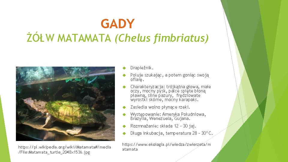 GADY ŻÓŁW MATA (Chelus fimbriatus) https: //pl. wikipedia. org/wiki/Matamata#/media /File: Matamata_turtle_2048 x 1536. jpg