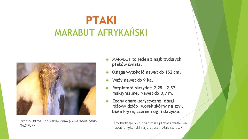 PTAKI MARABUT AFRYKAŃSKI Źródło: https: //pixabay. com/pl/marabut-ptak 3624937/ MARABUT to jeden z najbrzydszych ptaków