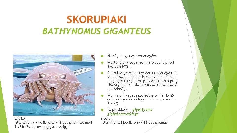 SKORUPIAKI BATHYNOMUS GIGANTEUS Źródło: https: //pl. wikipedia. org/wiki/Bathynomus#/med ia/File: Bathynomus_giganteus. jpg Należy do grupy