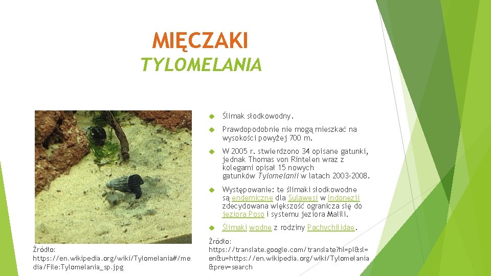 MIĘCZAKI TYLOMELANIA Źródło: https: //en. wikipedia. org/wiki/Tylomelania#/me dia/File: Tylomelania_sp. jpg Ślimak słodkowodny. Prawdopodobnie mogą