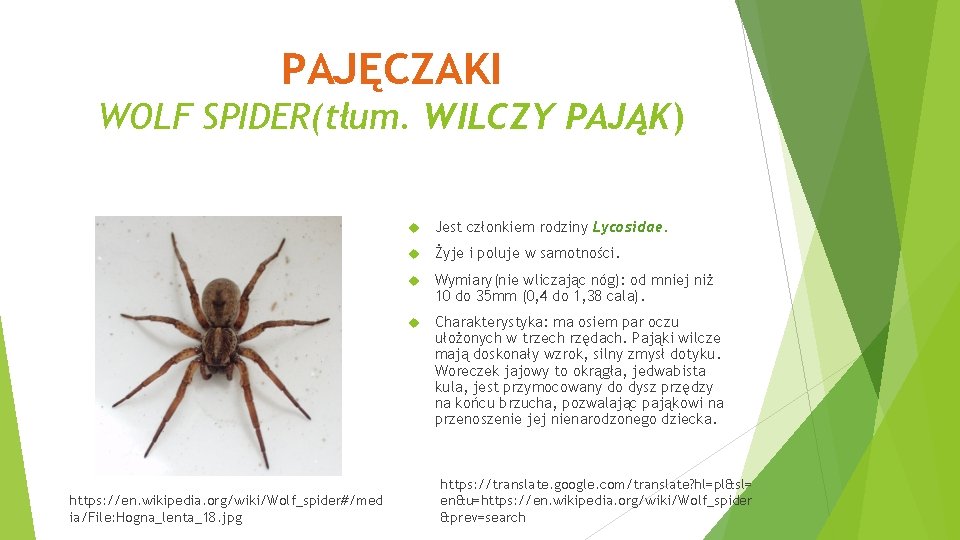 PAJĘCZAKI WOLF SPIDER(tłum. WILCZY PAJĄK) https: //en. wikipedia. org/wiki/Wolf_spider#/med ia/File: Hogna_lenta_18. jpg Jest członkiem