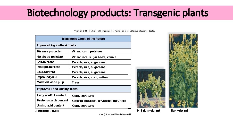 Biotechnology products: Transgenic plants Copyright © The Mc. Graw-Hill Companies, Inc. Permission required for