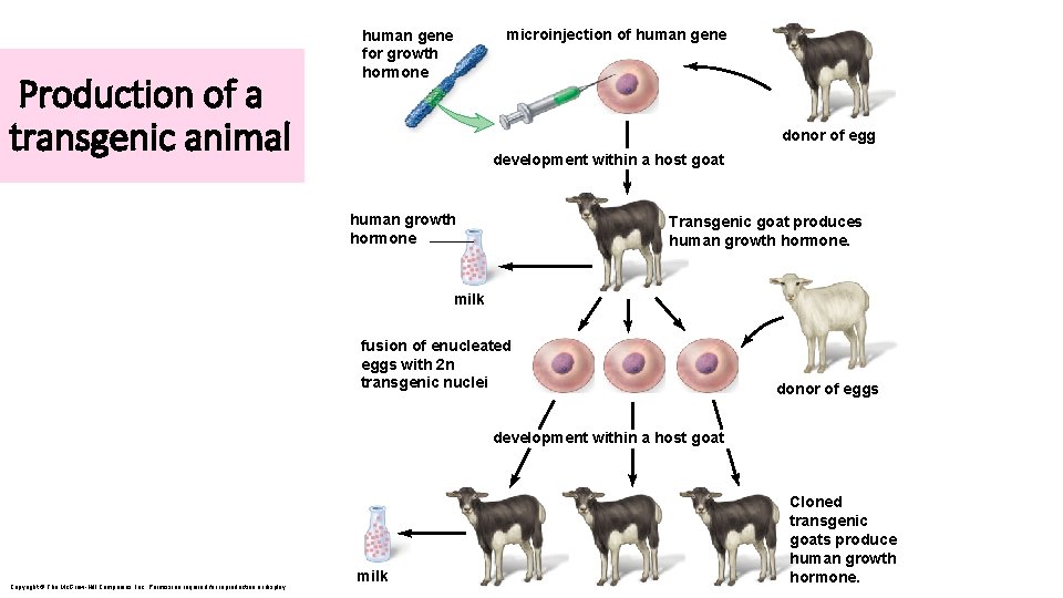 Production of a transgenic animal microinjection of human gene for growth hormone donor of