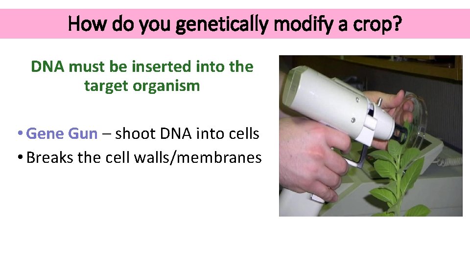How do you genetically modify a crop? DNA must be inserted into the target