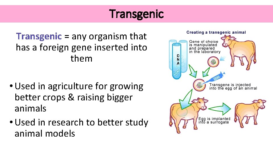 Transgenic = any organism that has a foreign gene inserted into them • Used