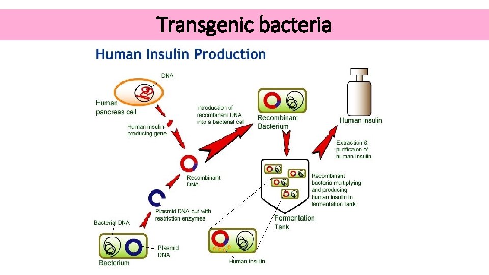 Transgenic bacteria 