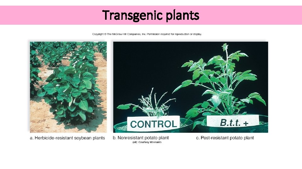 Transgenic plants 