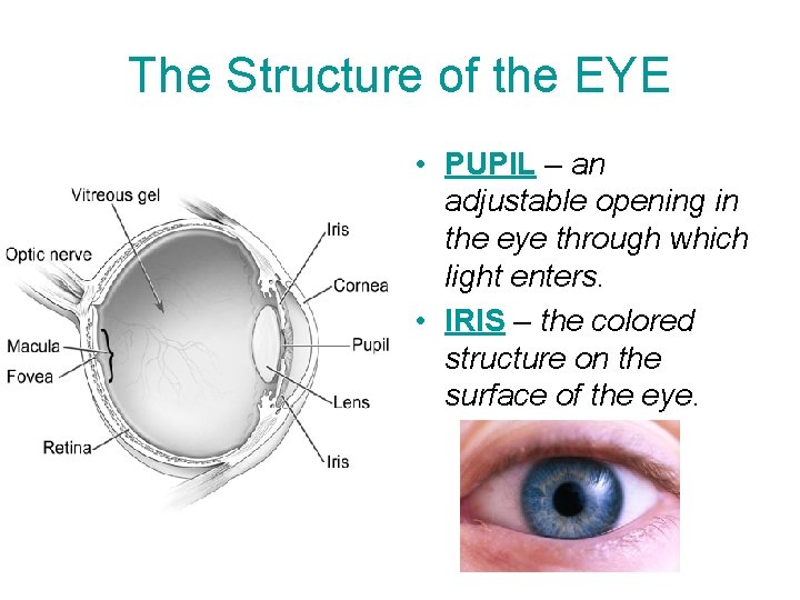 The Structure of the EYE • PUPIL – an adjustable opening in the eye