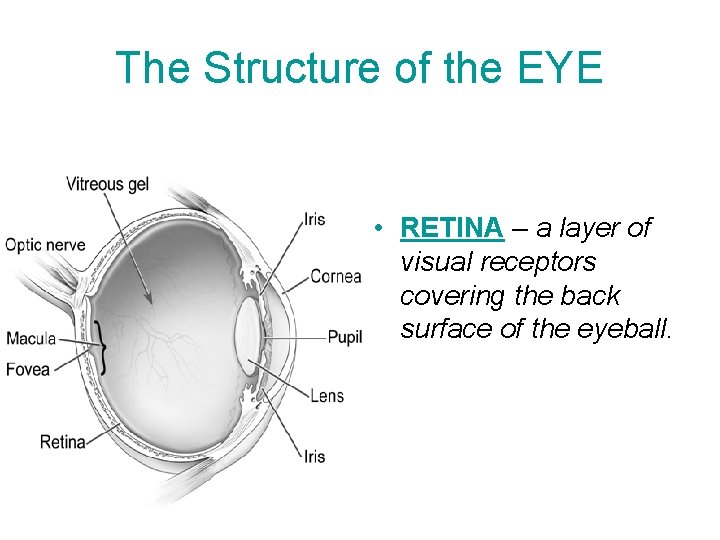 The Structure of the EYE • RETINA – a layer of visual receptors covering