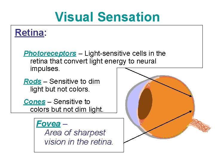 Visual Sensation Retina: Photoreceptors – Light-sensitive cells in the retina that convert light energy