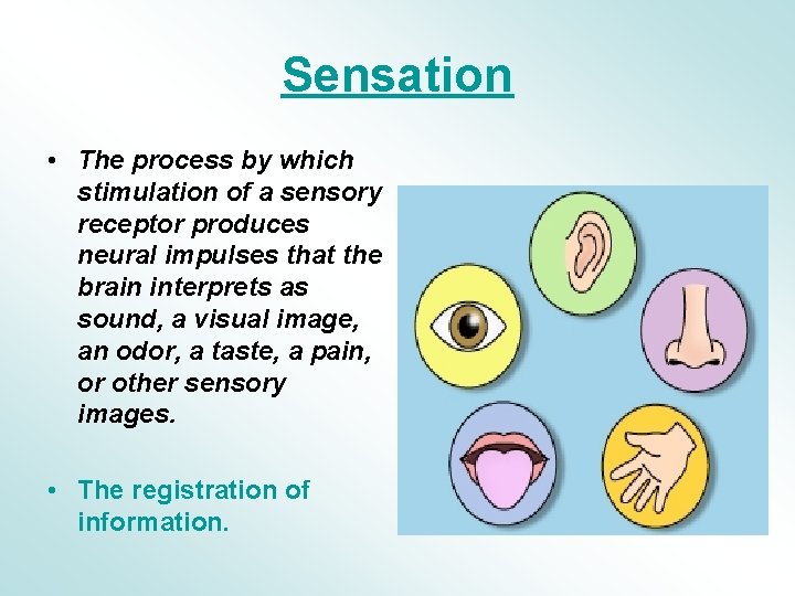 Sensation • The process by which stimulation of a sensory receptor produces neural impulses