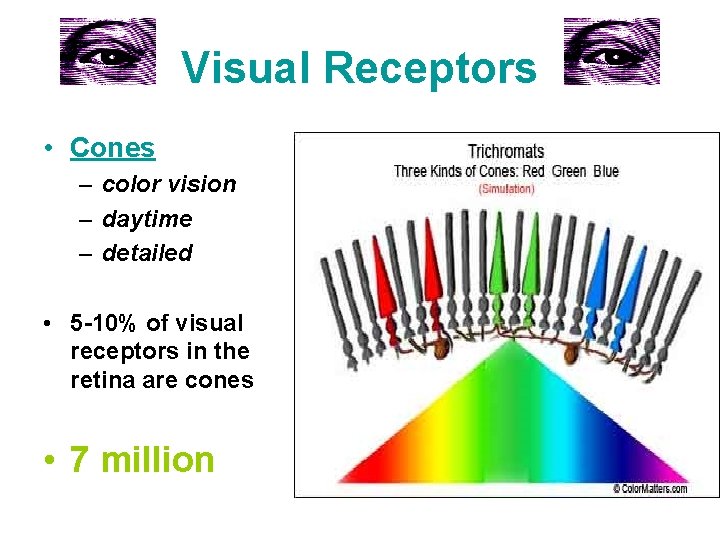 Visual Receptors • Cones – color vision – daytime – detailed • 5 -10%