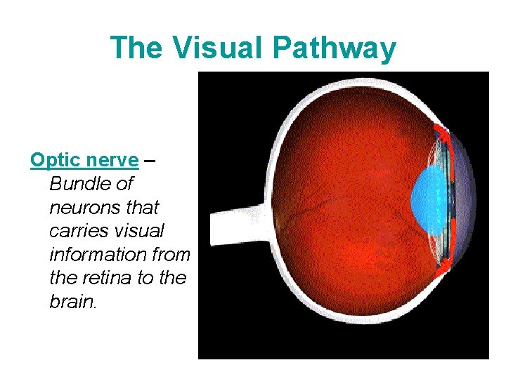 The Visual Pathway Optic nerve – Bundle of neurons that carries visual information from