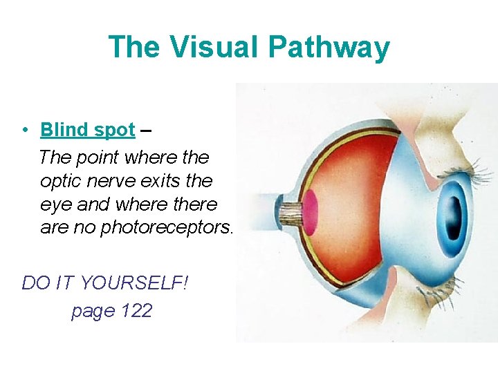 The Visual Pathway • Blind spot – The point where the optic nerve exits