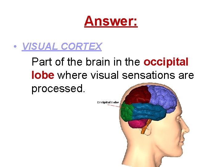 Answer: • VISUAL CORTEX Part of the brain in the occipital lobe where visual