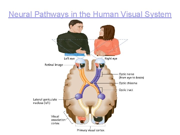 Neural Pathways in the Human Visual System 