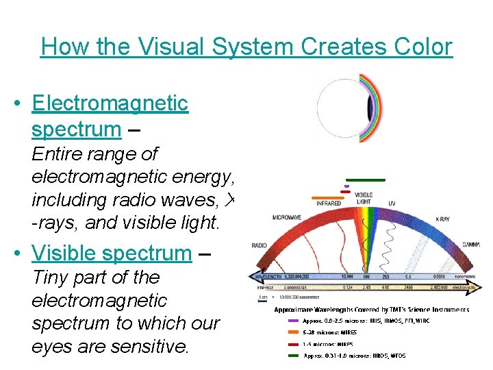 How the Visual System Creates Color • Electromagnetic spectrum – Entire range of electromagnetic